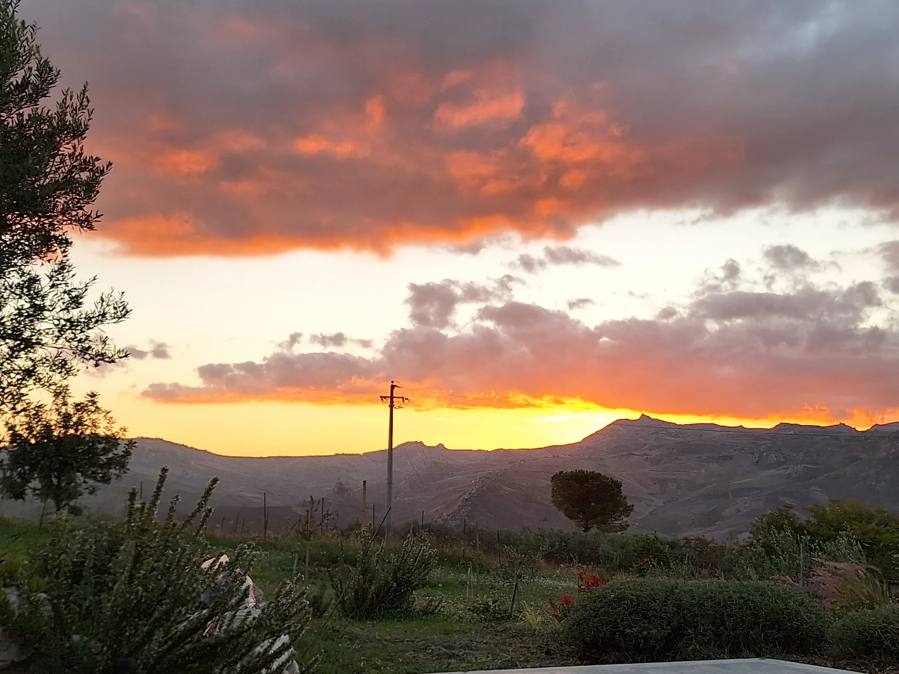 Olivenzweige vor Bergen unter orange leuchtenden Abendwolken