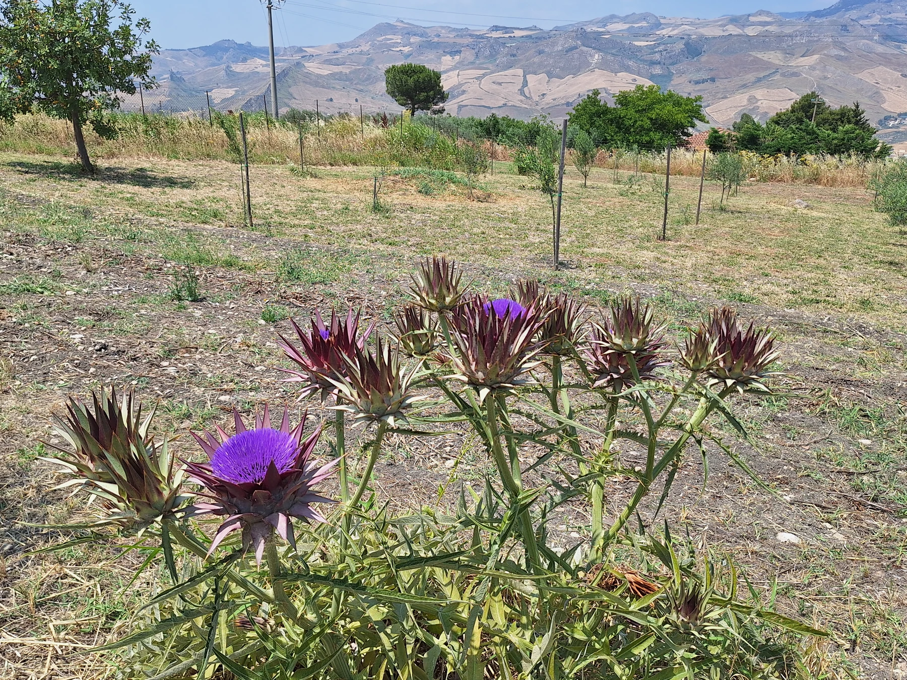 Junge Bäume vor einer Berglandschaft mit violetten Blüten im Vordergrund